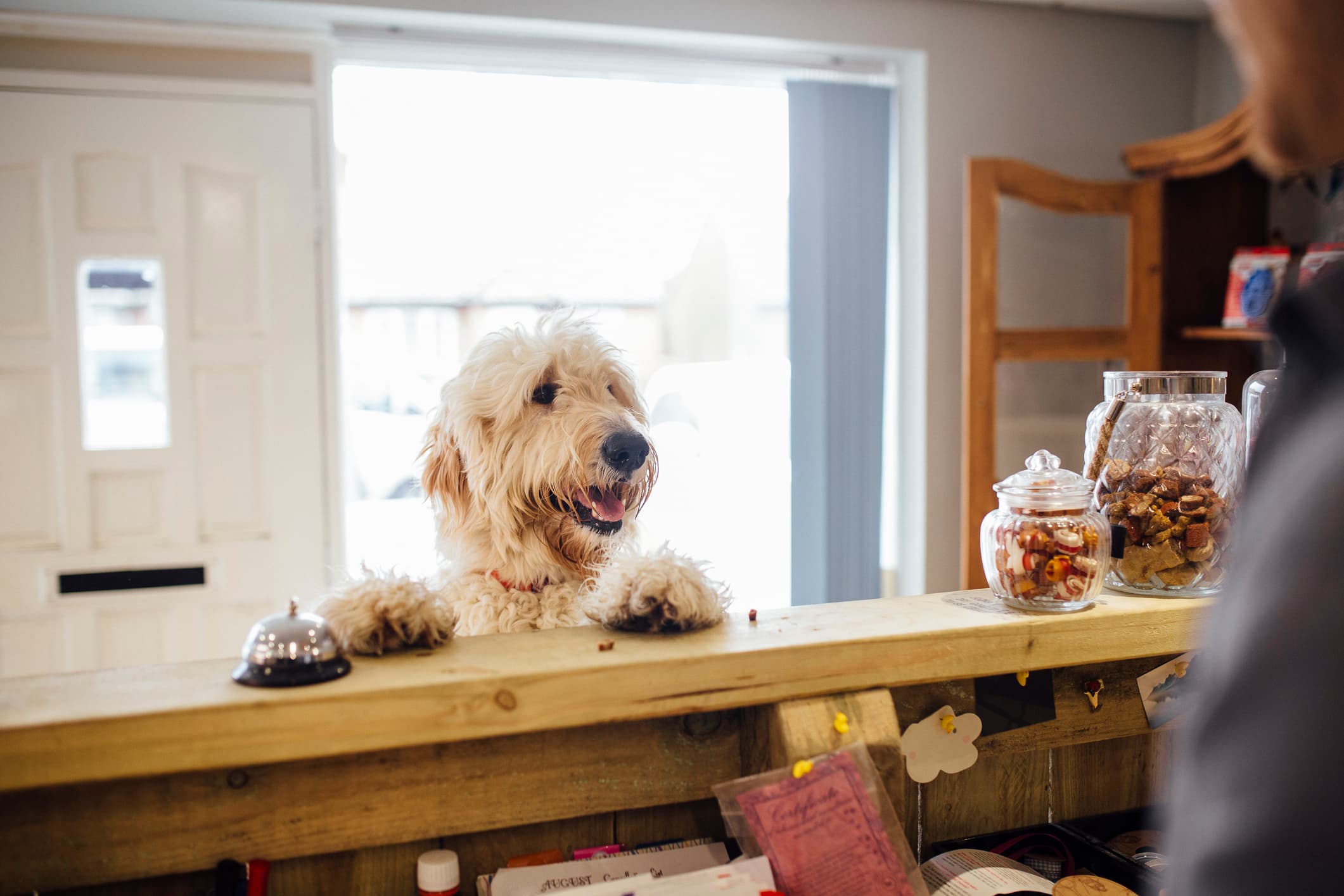 Dog daycare operations