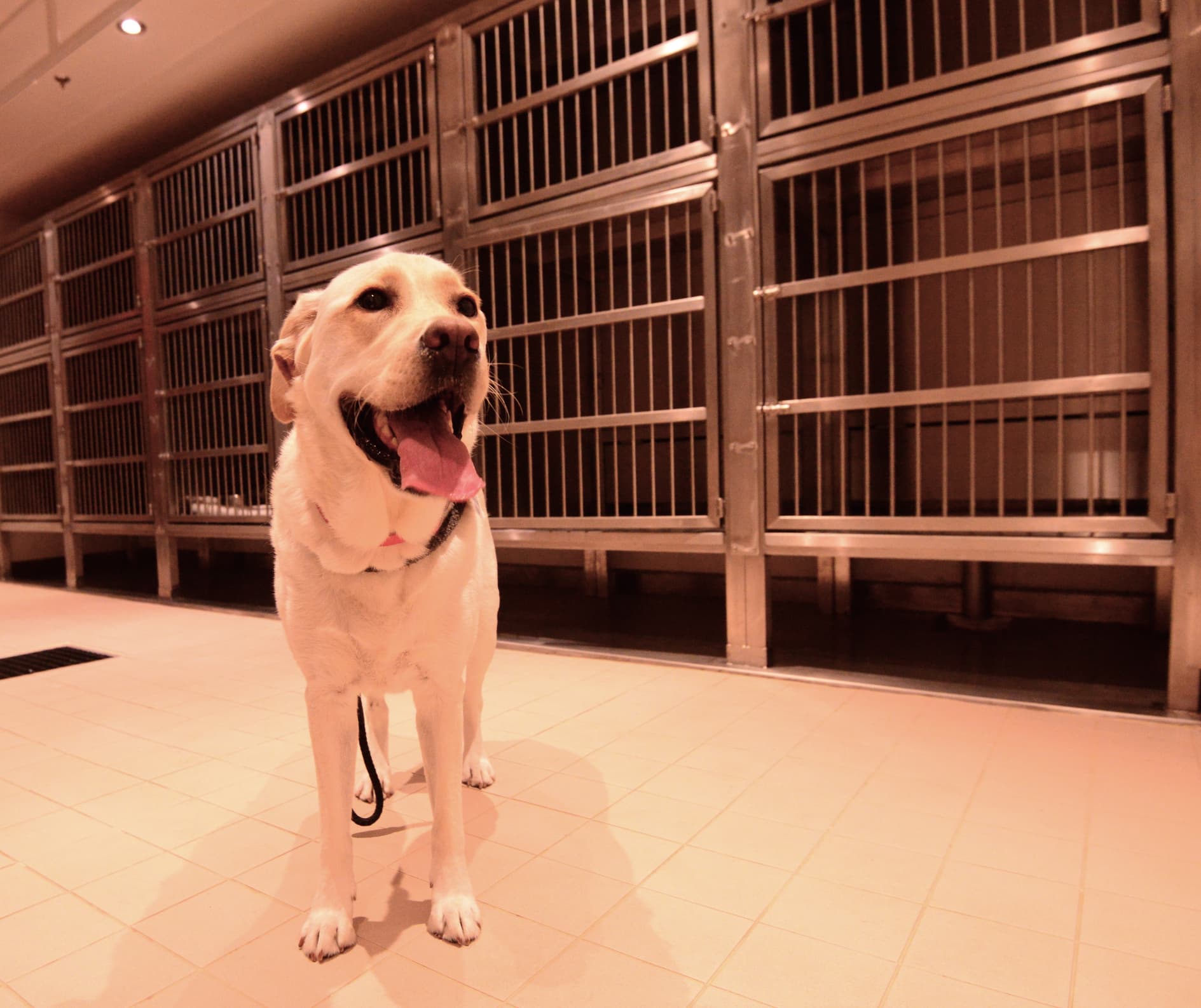 Dog boarding operations